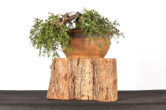 60 Leptospermum rupestre