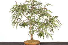 61 Agonis flexuosa