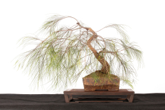 62 Allocasuarina torulosa