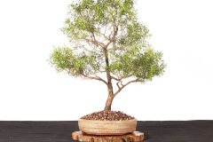 63 Leptospermum polygalifolium