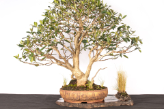 64 Tristaniopsis laurina