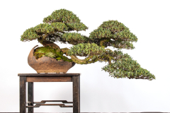 65 Leptospermum laevigatum