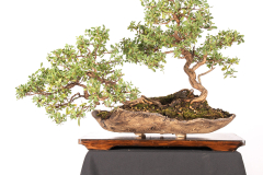 66 Leptospermum laevigatum