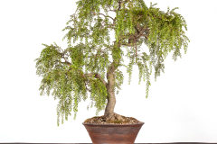 67 Acacia howittii