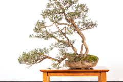 68 Kunzea peduncularis