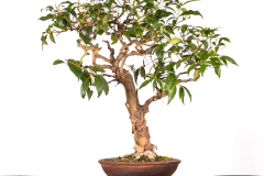 69 Lophostemon confertus