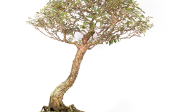 7 Corymbia ficifolia