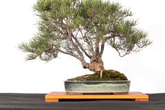 8 Hakea lissosperma