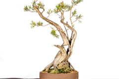 24-Callistemon-citrinus-Hot-Pink-LR