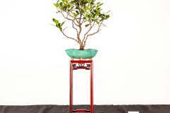 26-Ficus-microcarpa-var-nitida-LR