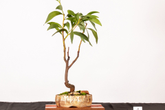 4-Acacia-pycnantha-LR