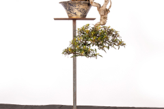 49-Ficus-rubiginosa-Little-Ruby-LR