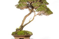 51-Kunzea-peduncularis-LR