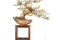 56-Banksia-marginata