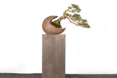 1-Gaudium-laevigatum-LR