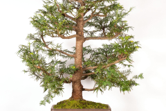 10-Wollemia-nobilis-LR