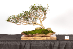 11-Callistemon-sieberi-LR