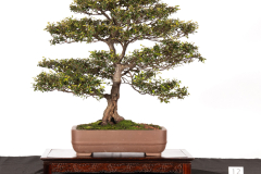 12-Nothofagus-cunninghamii-LR