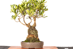 13-Banksia-serrata-LR