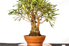 14-Banksia-serrata-LR