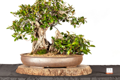 15-Ficus-rubiginosa-var-australis-LR