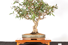 16-Euclyptus-camaldulensis-LR