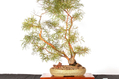 17-Eucalyptus-nicholii-LR