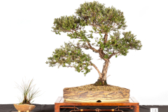 18-Leptospermum-lanigerum-LR