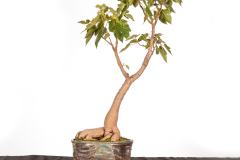 19-Brachychiton-discolor-LR