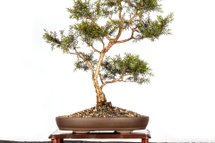 2-Melaleuca-styphelioides-LR