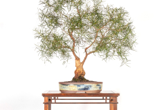 20-Eucalyptus-pulchella-LR