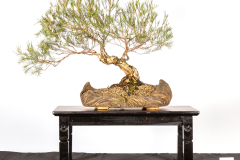 21-Melaleuca-rhaphiophylla-LR