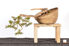 22-Leptospermum-polygalifolium-Pink-Cascade-LR