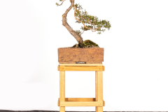 23-Kunzea-peduncularis-LR