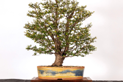 25-Nothofagus-cunninghamii-LR