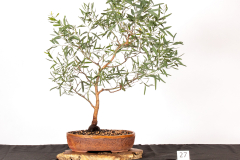 27-Eucalyptus-sideroxylon-rosea-LR