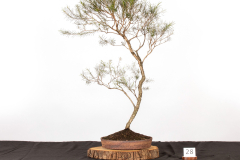 28-Melaleuca-armillaris-LR