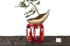 29-Podocarpus-lawrencei-LR