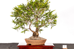 3-Agonis-flexuosa-LR