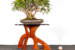 30-Ficus-microcarpa-LR