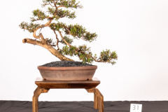 31-Kunzea-peduncularis-LR