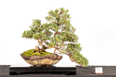 32-Gaudium-laevigatum-LR