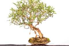 33-Angophora-costata-LR