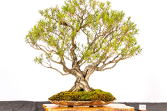 34-Callistemon-viminalis-LR