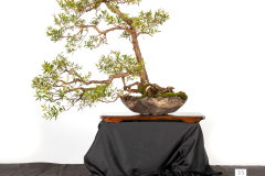 35-Leptospermum-polygalifolium-Copper-Glow-LR