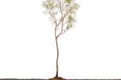 36-Callitris-glaucophylla-LR