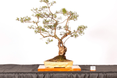 38-Kunzea-ambigua-LR