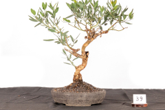 39-Eucalyptus-lehmannii-LR