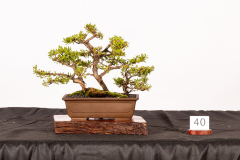 40-Gaudium-laevigatum-LR