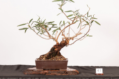 41-Eucalyptus-odorata-LR